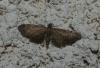 Eupithecia sp.
